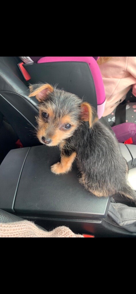 jack russell puppies for sale wirral